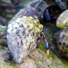 Clibanarius tricolor