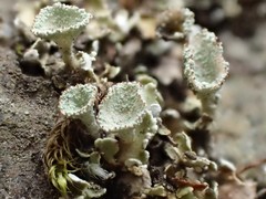 Cladonia kurokawae