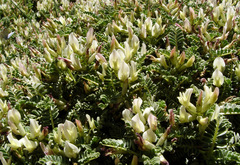 Astragalus angustifolius