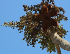 Sterculia urens