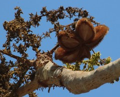 Sterculia urens