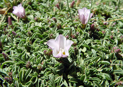 Convolvulus libanoticus