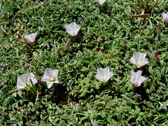 Convolvulus libanoticus