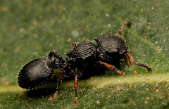 Cataulacus wissmannii