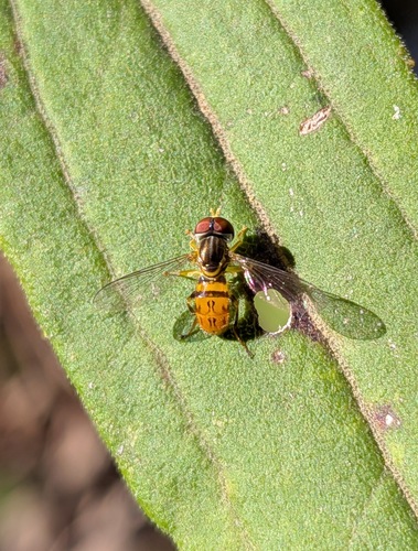Unknown species found near Blount County, AL, USA
