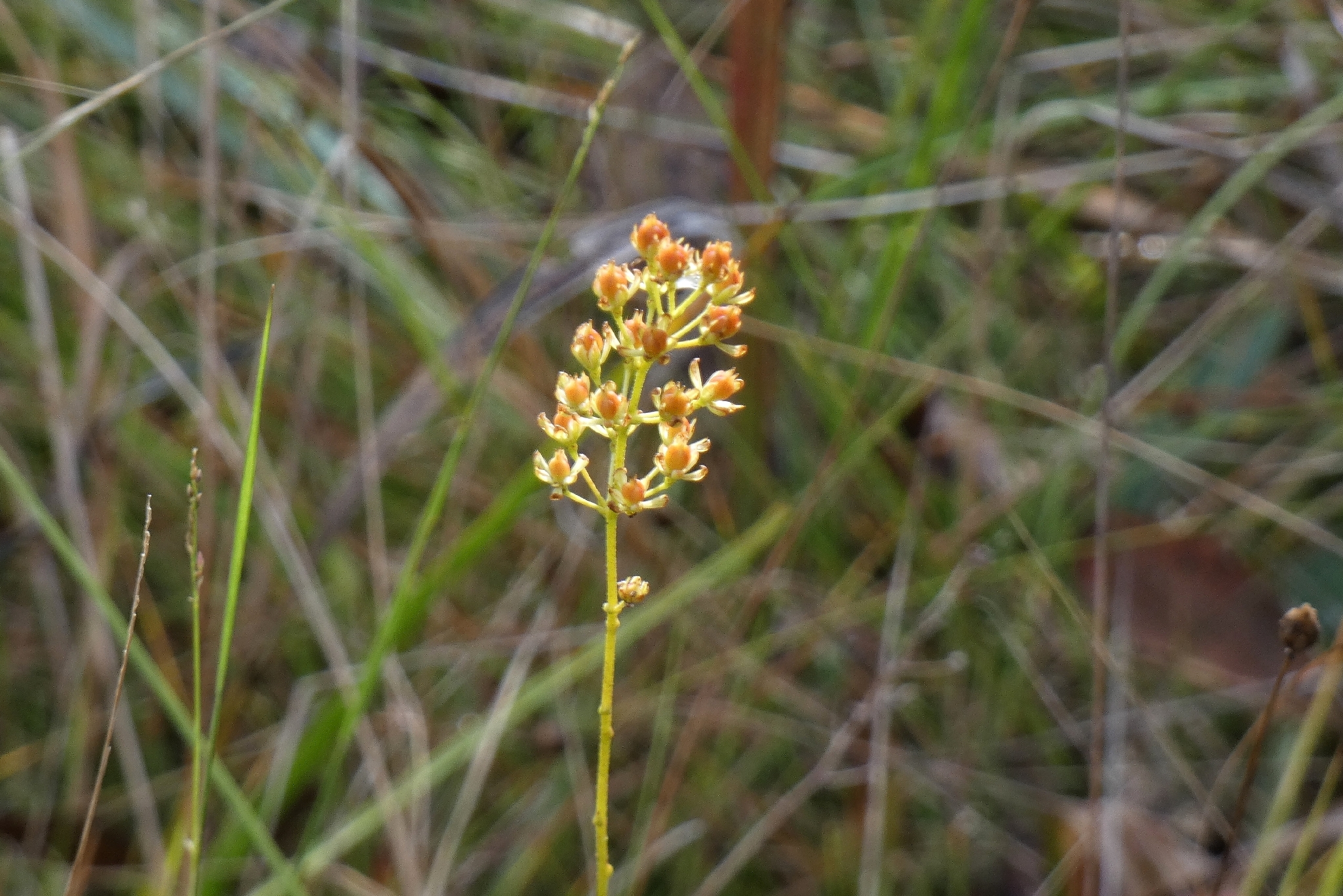 Coastal False Asphodel (Triantha racemosa)