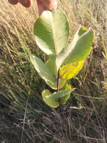 broadleaf milkweed