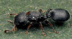 Cataulacus wissmannii