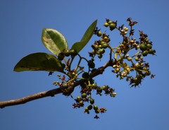 Ehretia laevis
