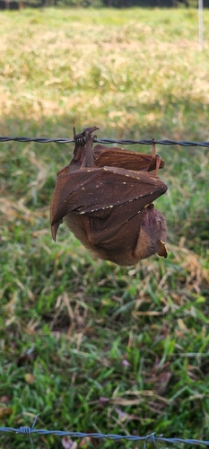 Queensland Tube-nosed Fruit Bat