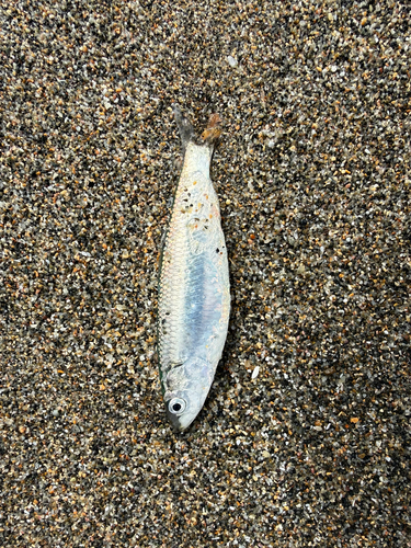 Falkland herring (Sprattus fuegensis) — Clupeidae — 3