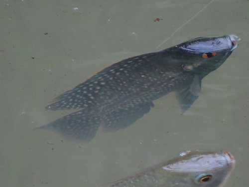 Blue-spotted Tilapia