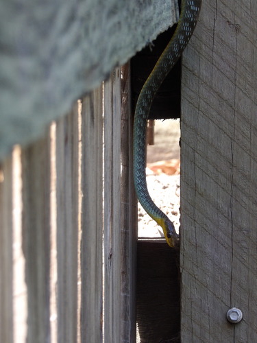 Common Tree Snake sighting