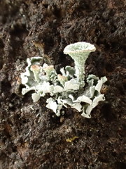 Cladonia kurokawae