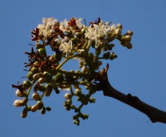 Ehretia laevis