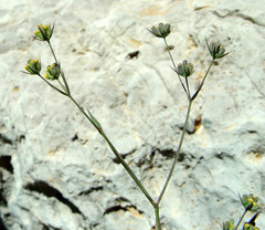 Bupleurum gerardi