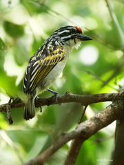 Pogoniulus pusillus