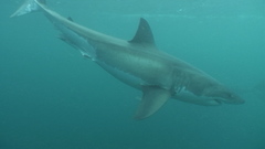 Carcharodon carcharias