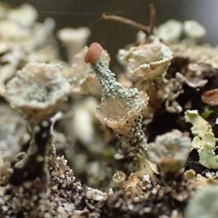 Cladonia kurokawae