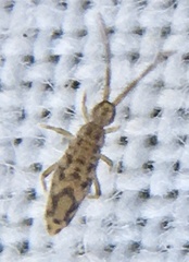 Entomobrya intermedia