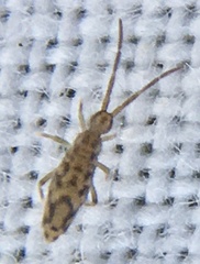 Entomobrya intermedia