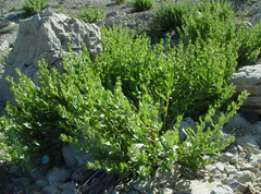 Senecio doriiformis