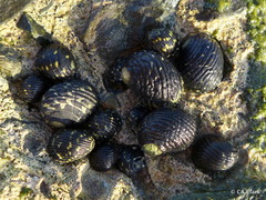 Nerita tessellata