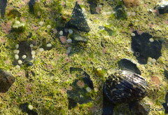 Nerita tessellata