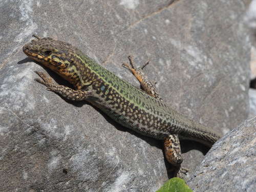 Cretan Wall Lizard, photo 5 of 9