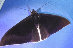 Lygniodes endoleucus