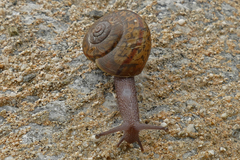 Helminthoglypta petricola