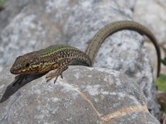 Podarcis cretensis