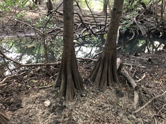 Pelliciera rhizophorae