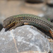Cretan Wall Lizard - Photo (c) Felix Riegel, some rights reserved (CC BY-NC), uploaded by Felix Riegel