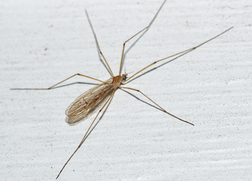 Unknown species found near Fuller St, Montpelier, VT 05602, USA
