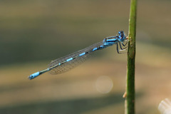 Coenagrion caerulescens