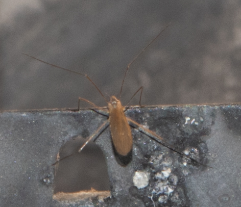 Unknown species found near Fuller St, Montpelier, VT 05602, USA