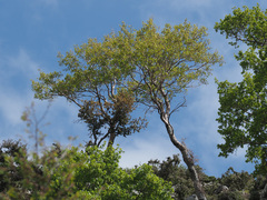Zelkova abelicea