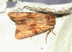 Apamea sublustris
