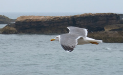 Larus michahellis