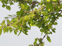 Zelkova abelicea