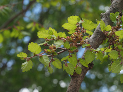 Zelkova abelicea