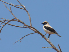 Oenanthe hispanica