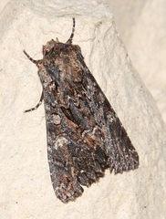 Mniotype adusta