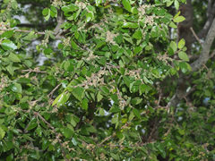 Zelkova abelicea