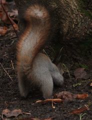 Sciurus vulgaris