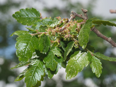 Zelkova abelicea