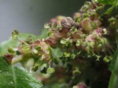Zelkova abelicea