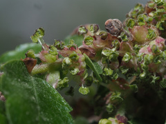 Zelkova abelicea