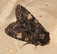 Apamea rubrirena